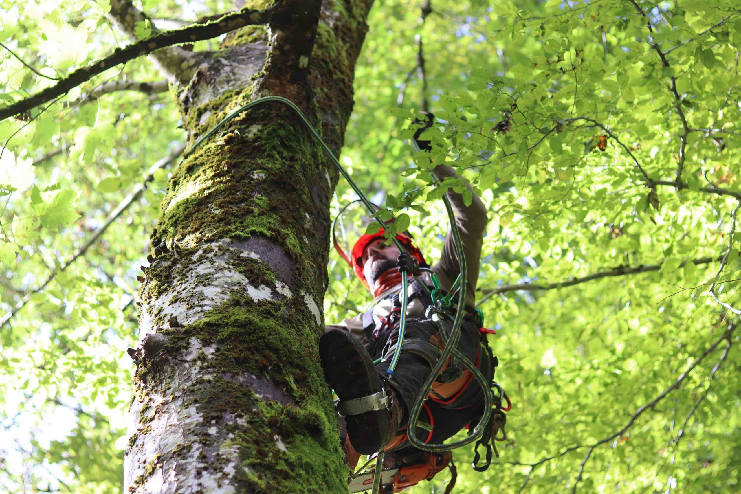 Essentia Fabio Barrottu | Arboricoltura Moderna | Castanicoltura | Tree Climbing
