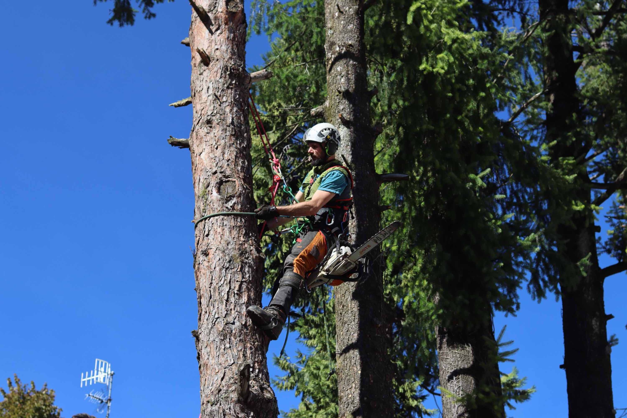 Essentia - Azienda agricola Fabio Barrottu Tree Climber Certificato
